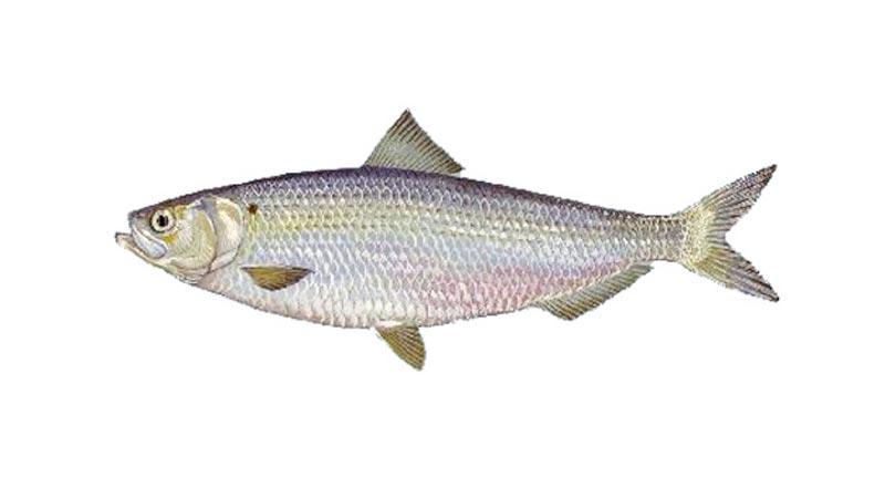  Aringa