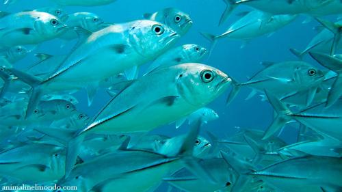 Pesce Carangide