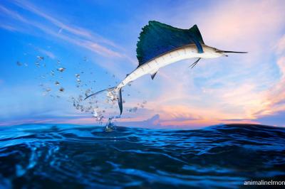  Pesce vela