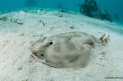 Pesce Torpedine
