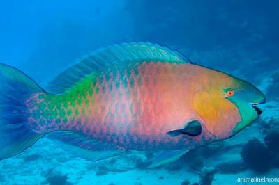  Pesce pappagallo