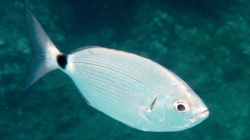  Pesce occhiata