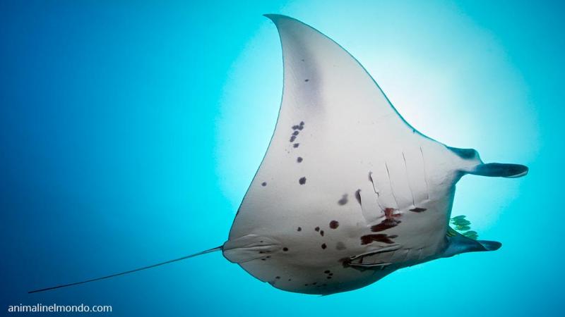  Manta