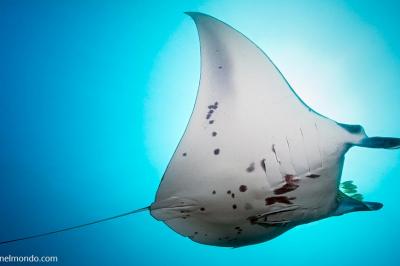  Manta