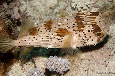  Pesce istrice