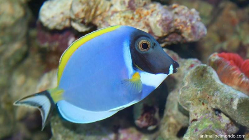  Pesce chirurgo