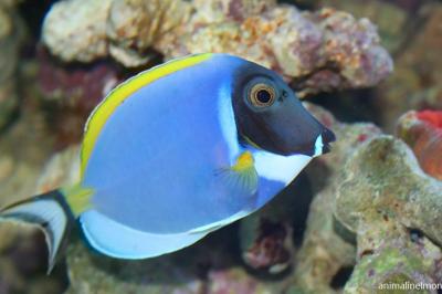 Pesce chirurgo
