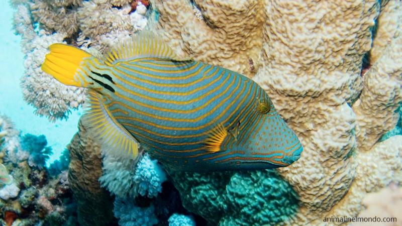  Pesce balestra