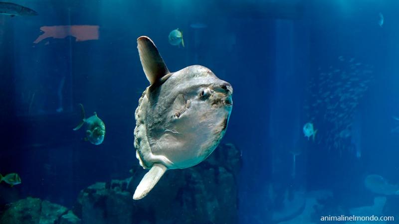  Pesce mola