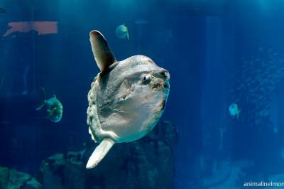  Pesce mola