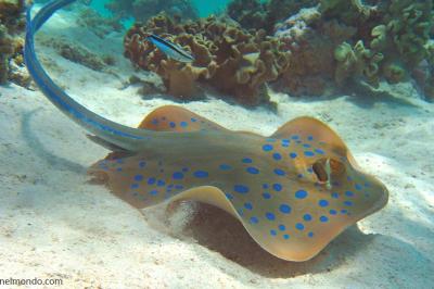  Pesce trigone