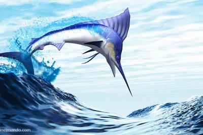  Pesce spada
