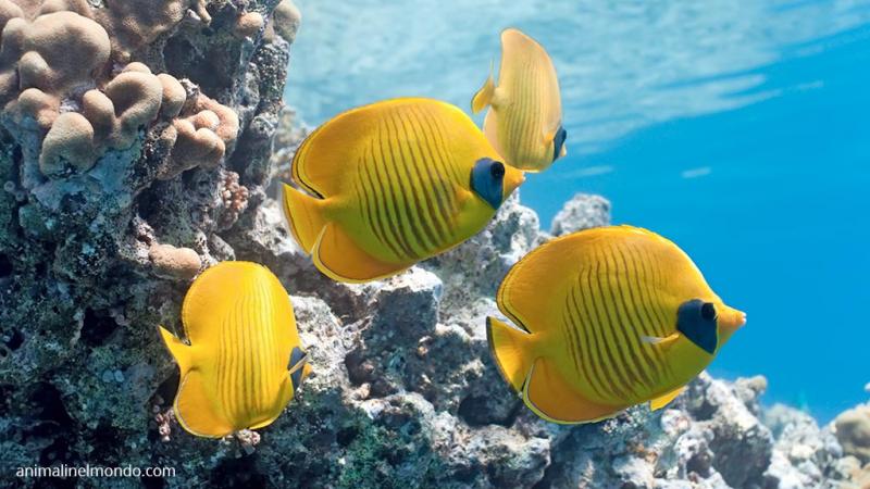  Pesce farfalla