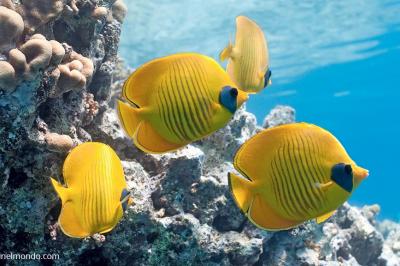  Pesce farfalla