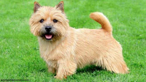  Cane Norwich terrier