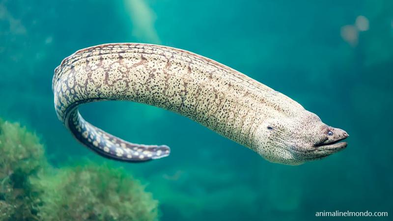  Murena