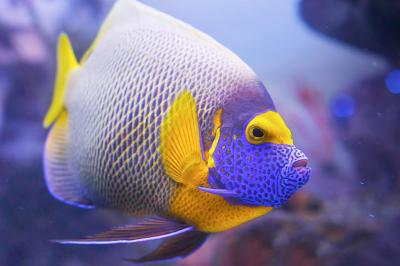  Pesce angelo