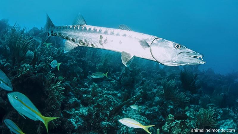  Barracuda