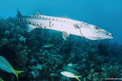  Barracuda
