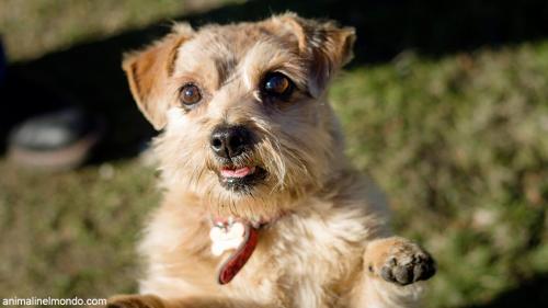  Cane Norfolk Terrier