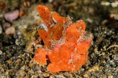  Pesce antennario