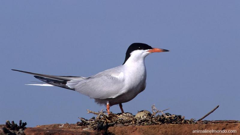  Beccapesci