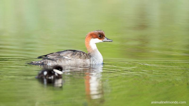 Anatra Pesciaiola