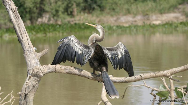 Aninga