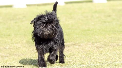  Cane Affenpinscher