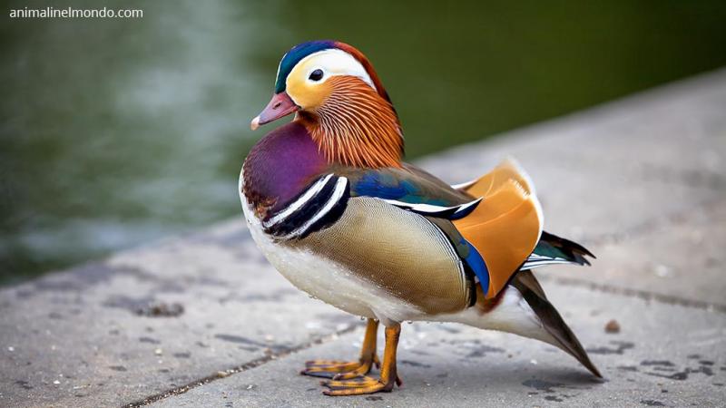  Anatra mandarino