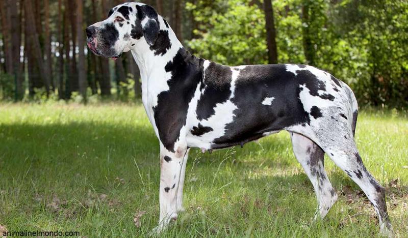  Cane Alano