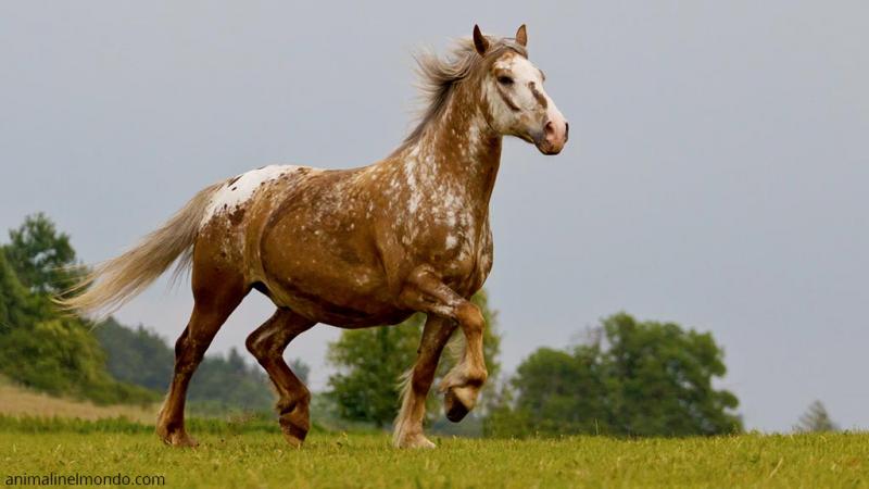 Appaloosa