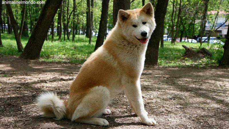  Cane Akita Inu