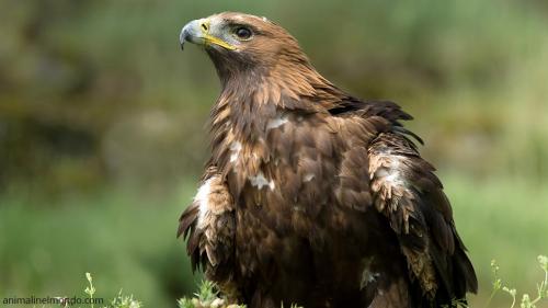  Aquila