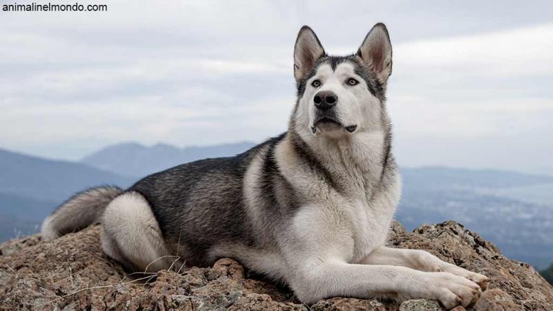  Cane Alaskan Malamute