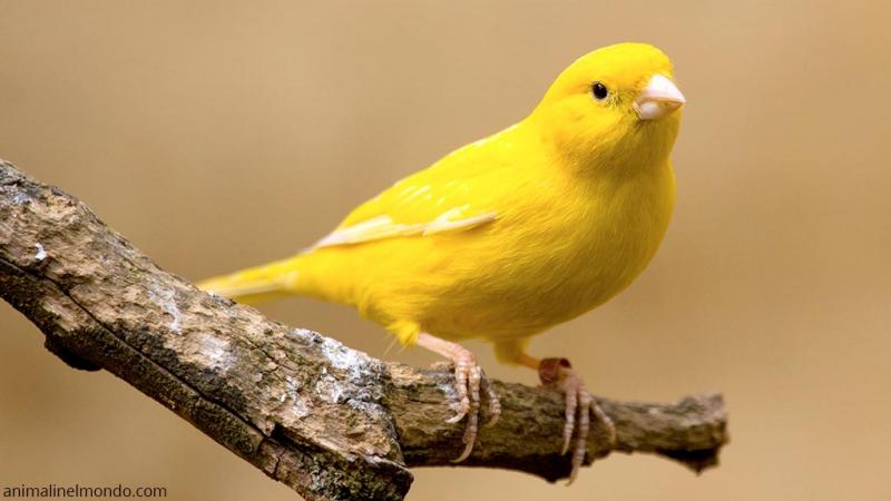  Canarino