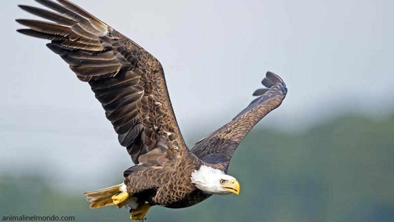 Aquila Calva