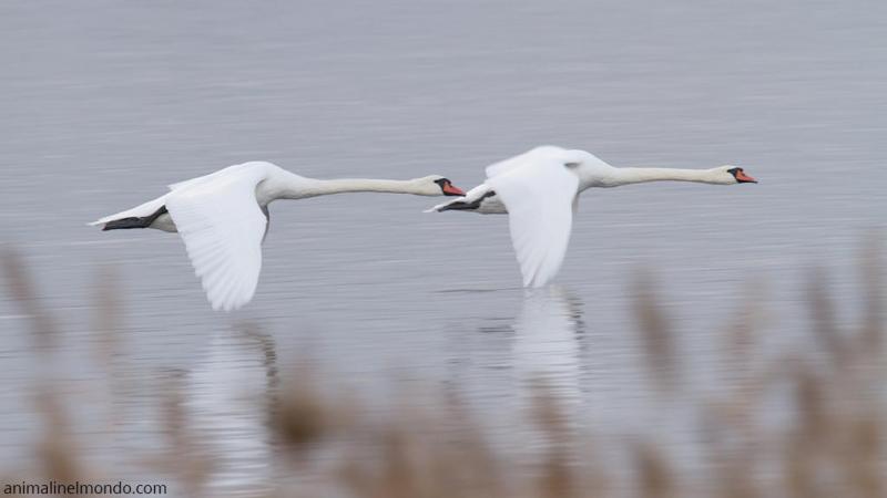  Cigno reale