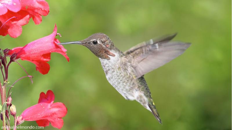  Colibrì