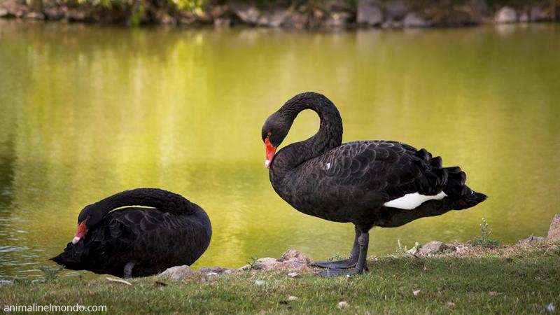  Cigno nero