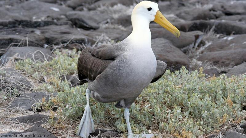  Albatro