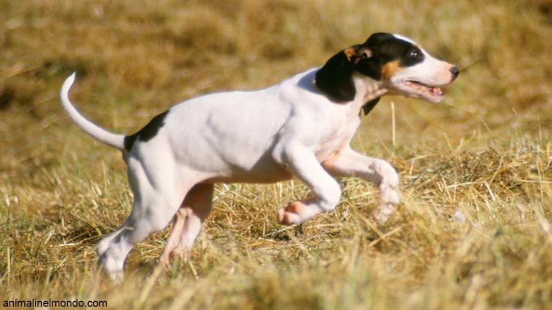  Cane Ariegeois