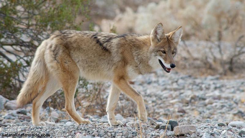  Coyote