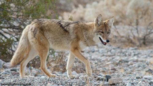 Coyote