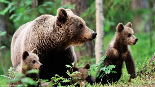  Orso Bruno