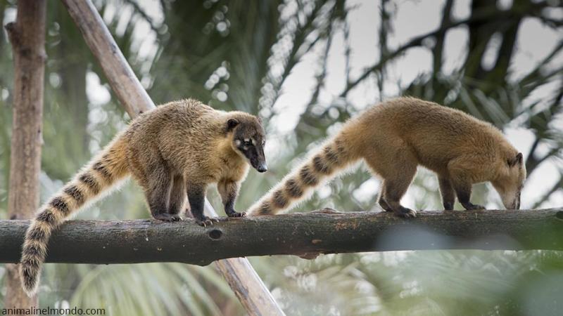  Coati