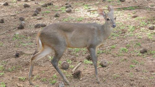  Mazama
