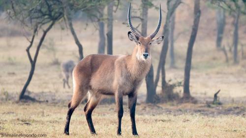  Antilope