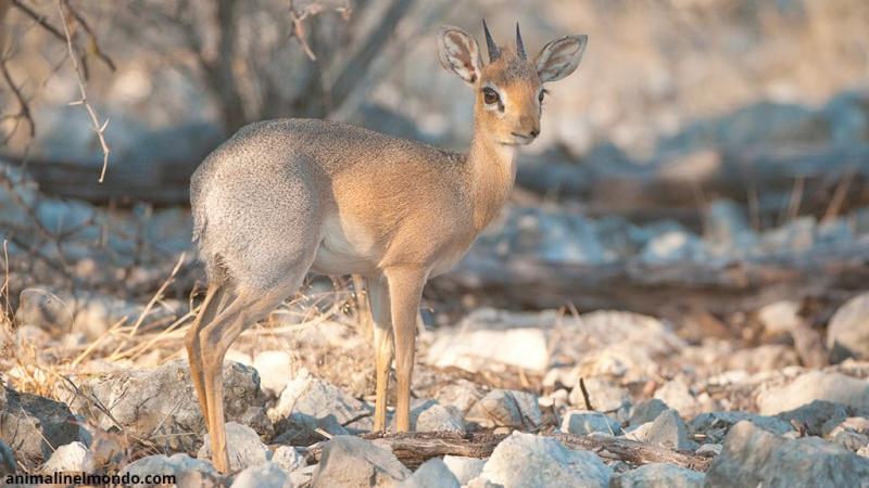  Dik Dik