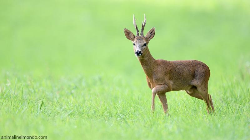  Capriolo